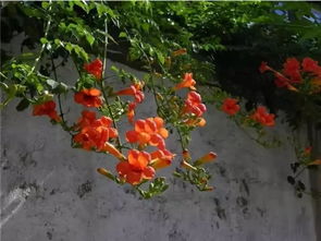 凌霄花喜欢什么肥料 凌霄花最怕什么