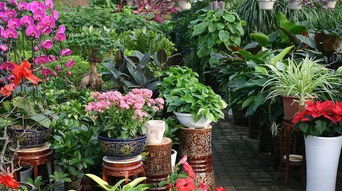 冷开水可以浇室内植物吗 冷开水养花效果好吗