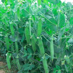 冬豌豆种植最佳时间 豌豆种植时间和生长期间