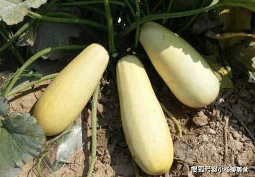 冬瓜西瓜南瓜有北瓜吗 蔬菜里有没有北瓜