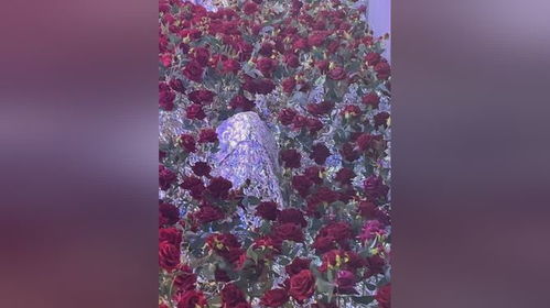 冰川玫瑰的花语 北极星玫瑰花语