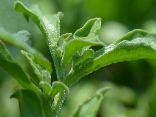 冰菜的正确种植方法 冰菜如何种植