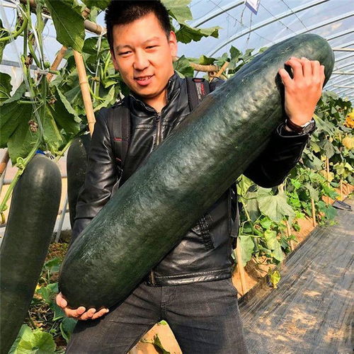 冬瓜结瓜了老落掉了怎么办 冬瓜怎么结小瓜就蔫掉