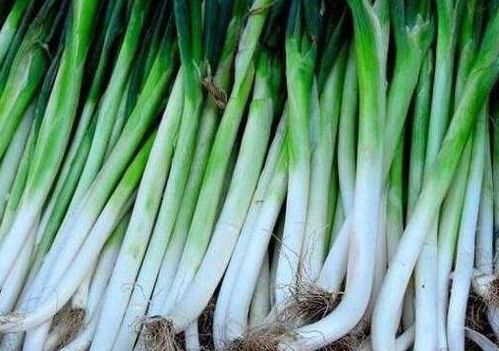 冬天吃的大葱几月份栽 过冬干葱什么时候栽