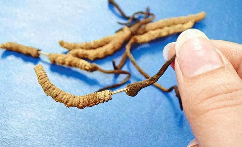 冬虫夏草为什么会跑 挖虫草的时候他会跑吗