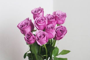 冷美人月季的优缺点 冷美人玫瑰优缺点