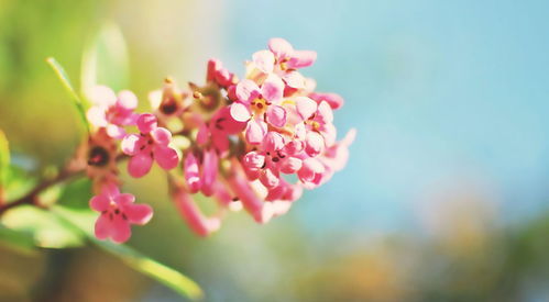 冰凌花的寓意和象征 冰凌花比喻怎样的人