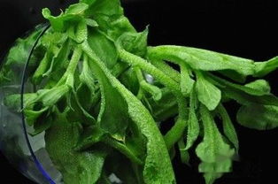 冰草生吃和煮熟吃的区别 冰草生吃有寄生虫吗