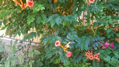 凌霄花的果实 凌霄花结的果子用处