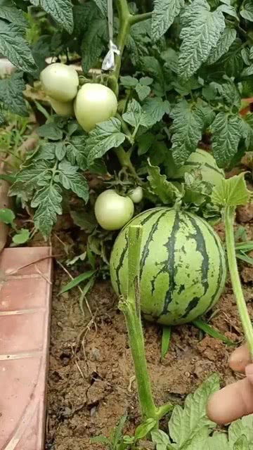 冬瓜嫁接西瓜好吃吗 冬瓜嫁接西瓜优缺点