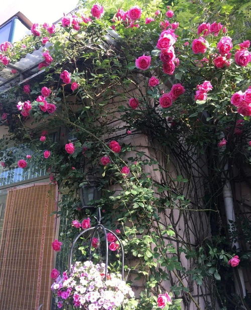 凌霄花的四大禁忌 为什么门前不栽凌霄花