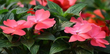 凤仙花夏天几天浇一次水 凤仙花夏天怕高温吗