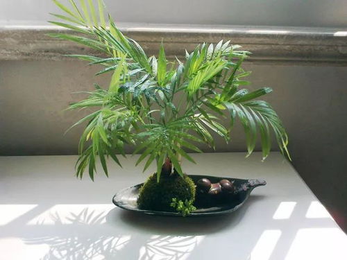 凤尾竹怎么养才旺盛 凤尾竹放客厅大忌