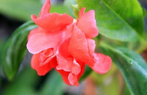 凤仙花几月份播种最好 凤仙花8月份能播种吗