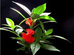 凤仙花加白醋泡脚的功效 凤仙花杆子煮水泡脚的功效