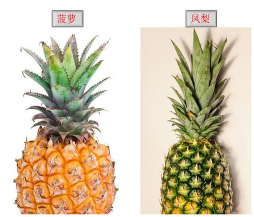 凤梨和菠萝的区别在哪里 吃凤梨的7大禁忌