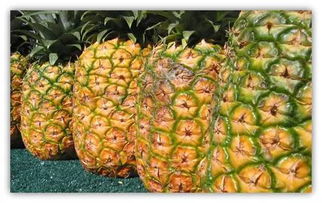 凤梨和菠萝有何区别 凤梨和菠萝对照图片