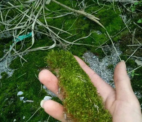 几种常见的苔藓 在家种苔藓禁忌