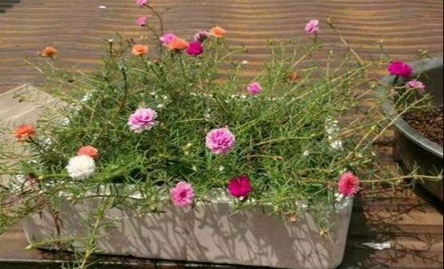 几年能养一棵太阳花老桩 十几年的太阳花老桩