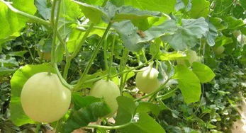 几月份种香瓜最合适 露天甜瓜8月份能种吗