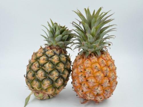 凤梨和菠萝是一个品种吗 凤梨和菠萝对照图片