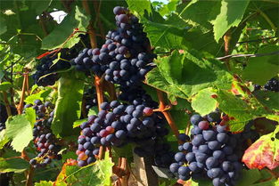 几点摘的葡萄比较甜 葡萄采摘时间