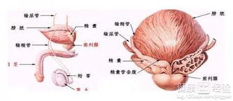 刘寄奴的别名叫什么 刘寄奴治前列腺炎