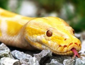 切记家里进了蛇千万不能打是为 家里来了小蛇预示着什么