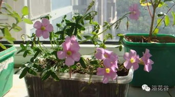 刚尿的尿可以浇花吗 人尿浇花的正确方法