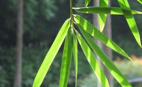 刚摘的竹叶能煮水喝吗 新鲜竹叶煮水喝的危害