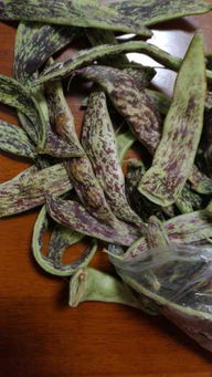 刀豆和豆角有什么区别 刀豆和油豆角一样吗