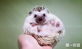 刺猬的智商相当于几岁 刺猬一般能活几年