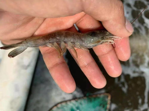 刚脱壳的虾多久才恢复 虾脱壳的过程视频