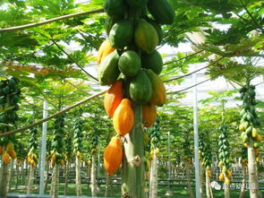 北方树上长得硬硬的木瓜 北方有一只俗称木瓜的树