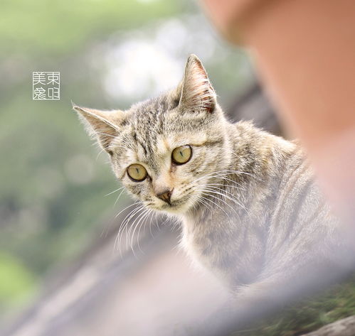 化毛膏和猫草哪个更好 化毛膏排行榜第一名