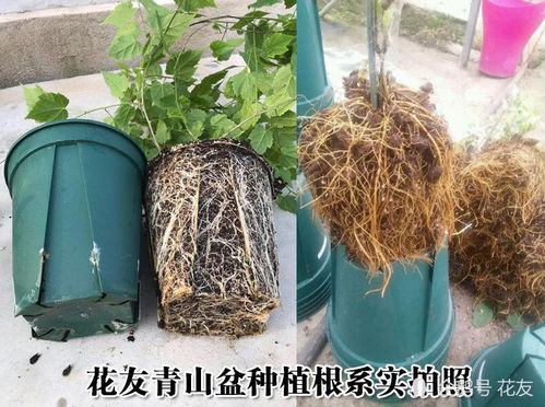 加仑盆的优点和缺点 加仑盆和塑料盆的区别