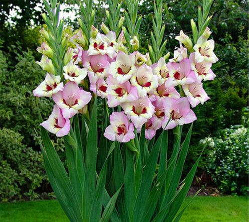 剑兰夏天怕晒吗 剑兰种球七月份能种吗