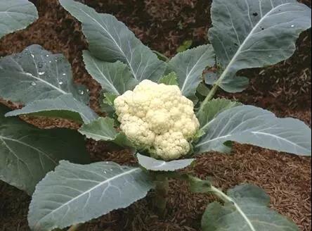 北方7一8月种什么蔬菜 9月份播种的蔬菜明细表