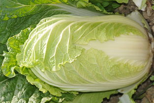 北方白菜种植时间和方法 2023年种白菜时间