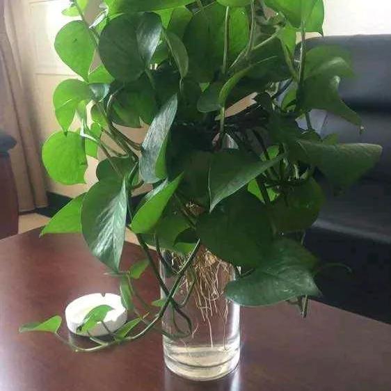 剪下来的绿萝枝条怎么栽才能成活 刚剪下的绿萝可以直接栽吗