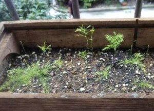 剪下来的文竹怎样插活 文竹直接插水里能活吗