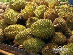 北方种植榴莲成功案例 北方盆栽榴莲成功