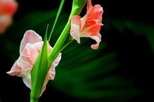 剑兰的花语和寓意 剑兰花能随便送人吗