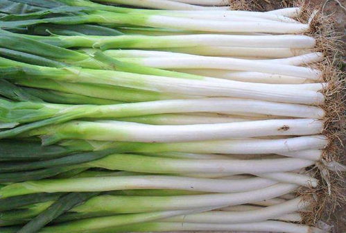 北方8月份能种小葱吗 立秋种小葱可以吗