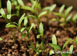 北方秋香菜几月份种 立秋种香菜几天发芽