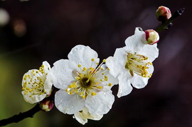 十二生肖哪个是梅花 一八梅花二度开解生肖