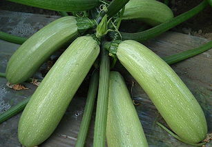 北瓜是西葫芦吗 北方人说的北瓜是啥