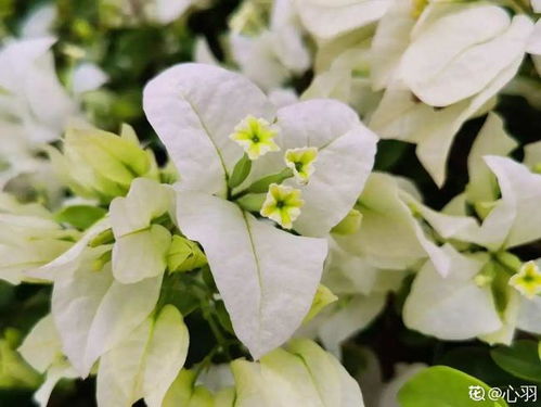 十大不吉利花勿忘我 勿忘我放家里风水好吗