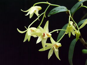 十大石斛排名 石斛品种排名