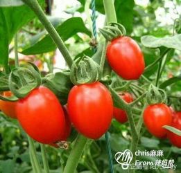 十大转基因食物圣女果 圣女果为什么不建议吃